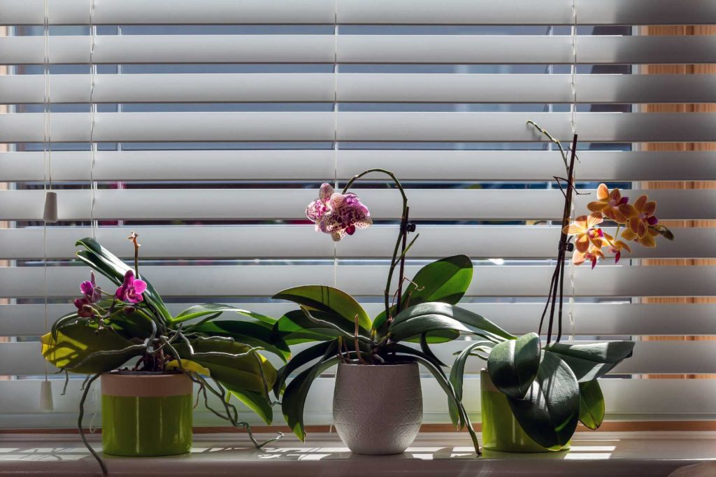 Orchids in pots in front of venetian blinds | Featured image for the What are Venetian Blinds blog from U Blinds Australia.