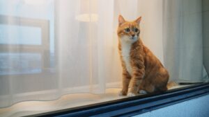 Cat sitting by window | Featured Image for the Window Coverings for Cat Owners Blog by U Blinds Australia.