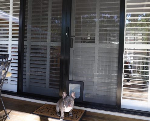 Black and white pug in front of doors with security screens on them | Featured Image for the Adelaide Loaction Page of U Blinds Australia.