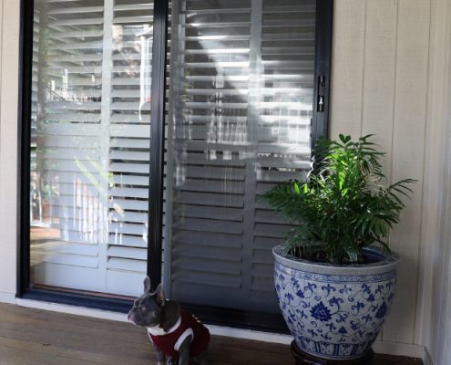 Security doors with a large potted pland and a sitting dog in front of them | Featured image for the Security Doors page by U Blinds Australia.